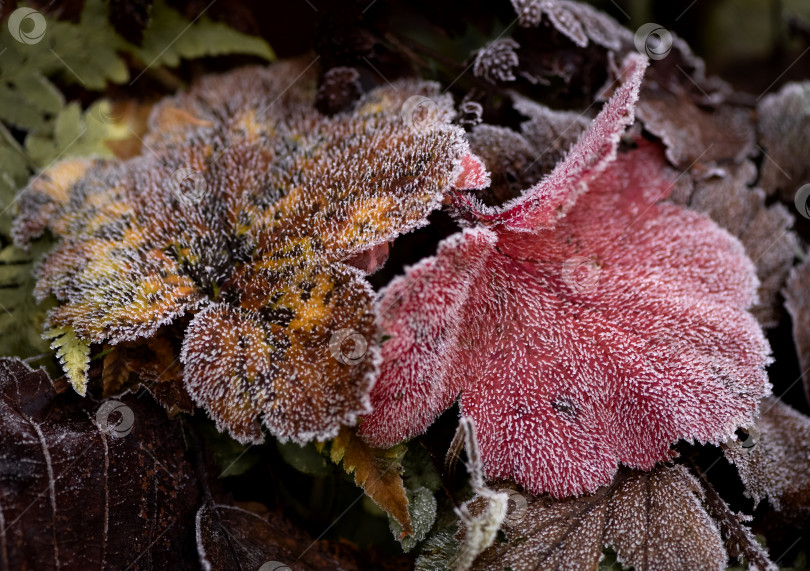 Скачать Разноцветные пушистые листья растения холодным утром покрываются инеем фотосток Ozero