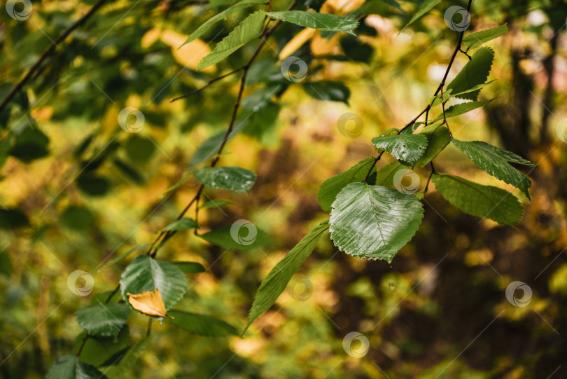 Скачать зеленый лист на ветке дерева на пожелтевшем осеннем фоне фотосток Ozero
