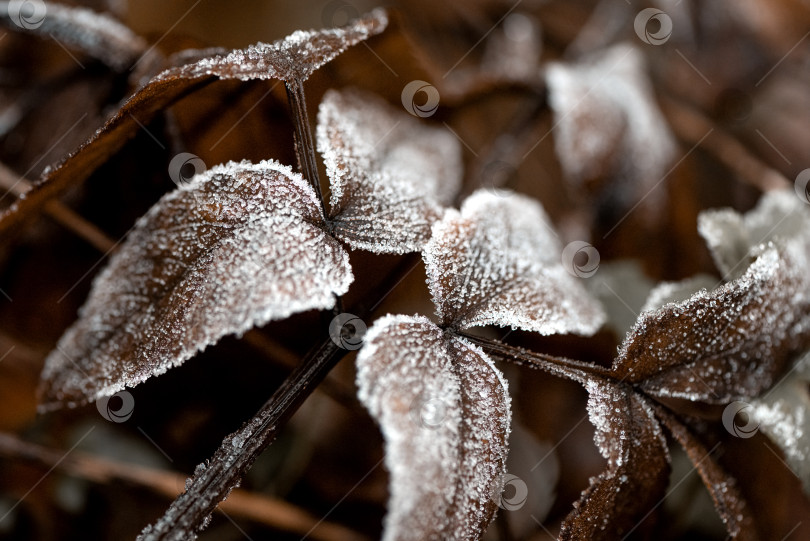 Скачать Иней и кристаллы льда на осеннем фоне сухих листьев фотосток Ozero