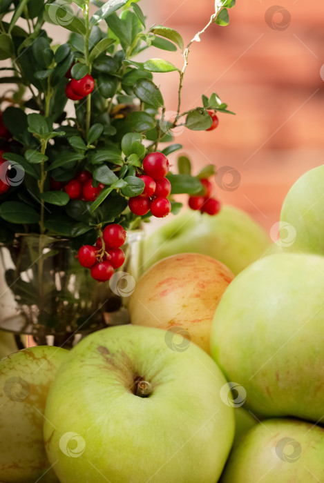 Скачать Горка спелых яблок и пучок веточек дикой брусники с красными ягодами фотосток Ozero
