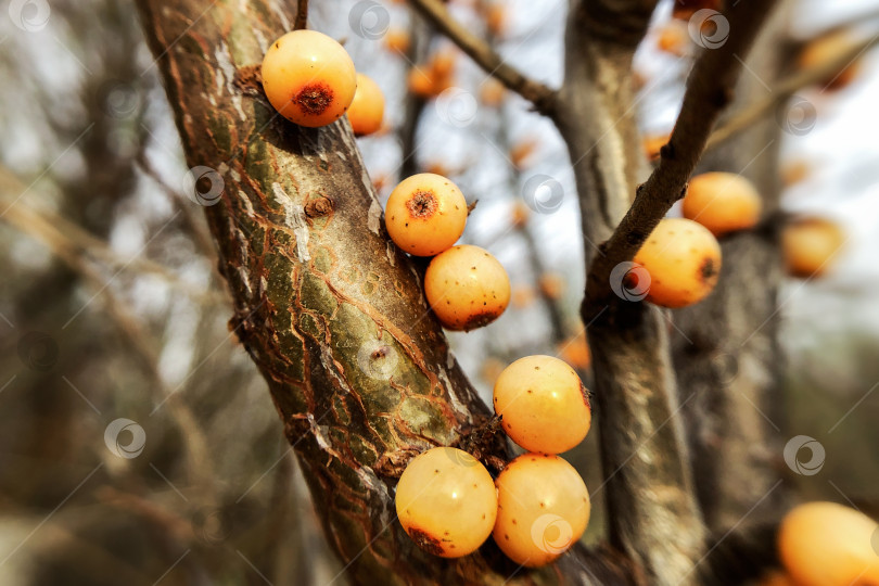 Скачать Зимой на стволе вырастают желтые ягоды облепихи фотосток Ozero