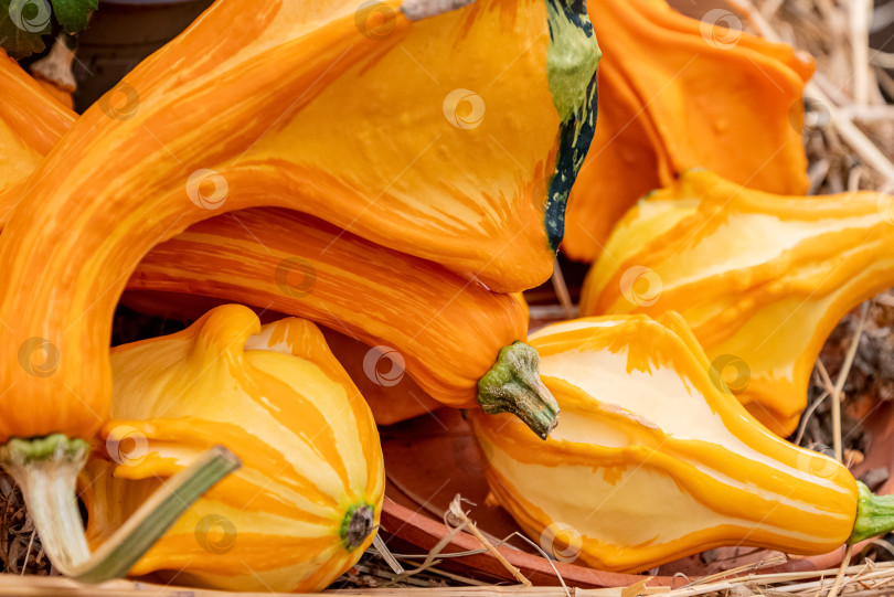 Скачать собранные оранжевые тыквы крупным планом фотосток Ozero