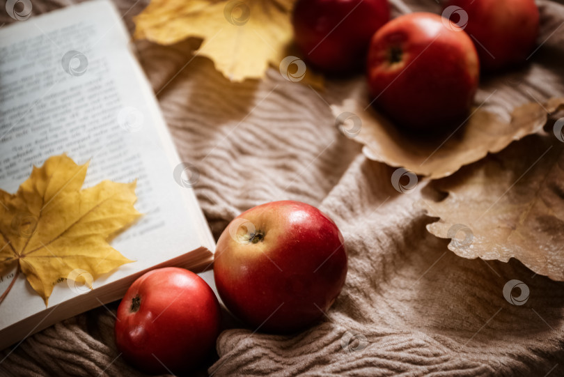 Скачать Спелые красные яблоки рассыпаны вокруг раскрытой книги с желтым кленовым листом в качестве закладки фотосток Ozero
