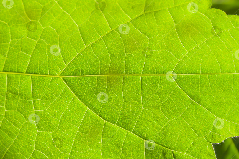 Скачать Текстура зеленого листа в качестве фона фотосток Ozero