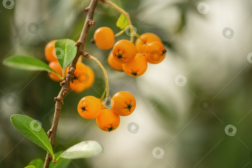 Скачать гроздь спелых желтых ягод рябины на размытом фоне зеленых листьев фотосток Ozero