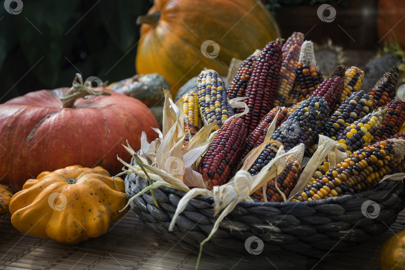 Скачать Тыквы и кукурузные початки в соломенной корзинке фотосток Ozero