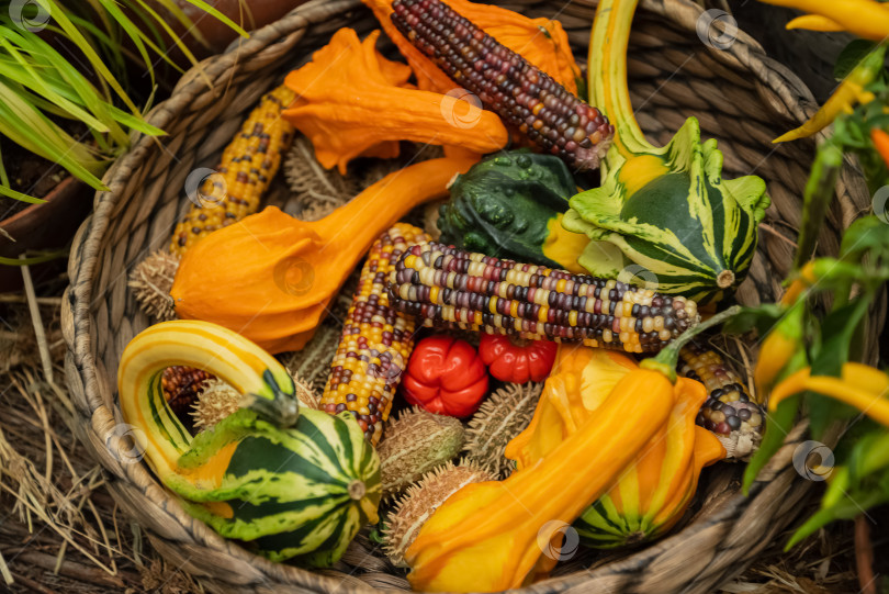 Скачать Разнообразные разноцветные овощи - тыквы, кукурузные початки - в плетеной корзине фотосток Ozero