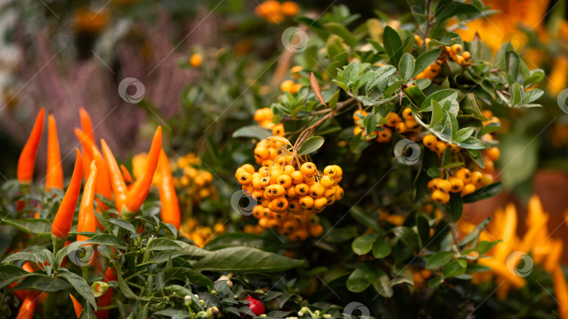 Скачать Ветка рябины с букетом желтых ягод и декоративным фоном из оранжевого перца в саду фотосток Ozero