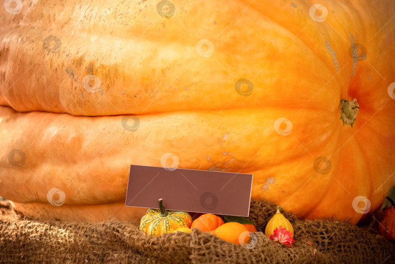 Скачать Огромная оранжевая тыква на осенней ярмарке с пустой поздравительной открыткой для текста. Концепция счастливого дня благодарения фотосток Ozero