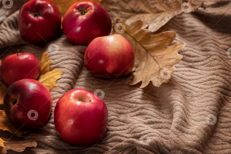 Скачать Осенняя композиция из флейты с красными спелыми яблоками и сухими дубовыми листьями, разбросанными по текстильному фону фотосток Ozero