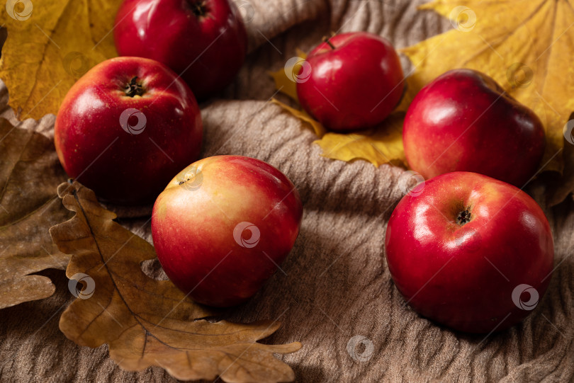 Скачать Свежие красные спелые яблоки и желтые осенние листья рассыпаны по текстильной поверхности фотосток Ozero