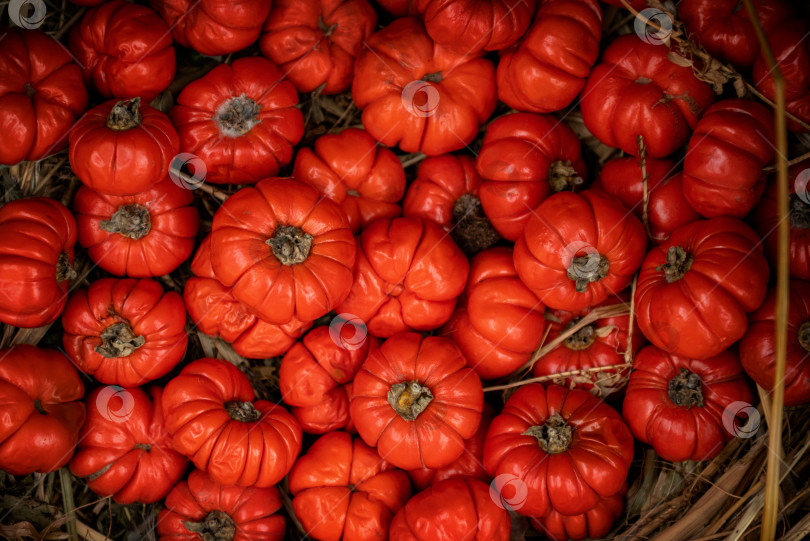 Скачать собранные красные помидоры - основа здорового питания фотосток Ozero