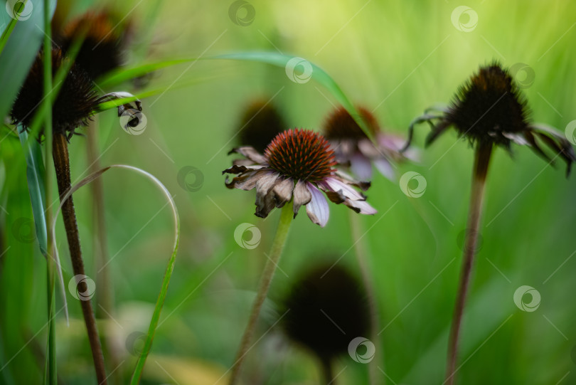 Скачать увядающие цветы эхинацеи в саду среди зеленой травы фотосток Ozero