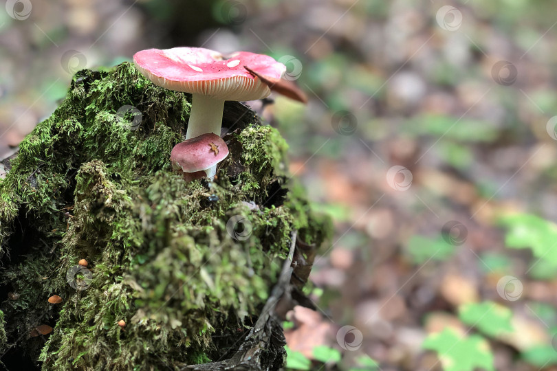 Скачать Гриб сыроежка с розовой шапочкой растет на  заросшем зеленым мхом пне в лесу фотосток Ozero