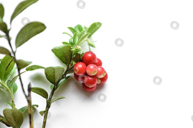 Скачать Гроздь брусники с красными вкусными сочными плодами на белом фоне фотосток Ozero