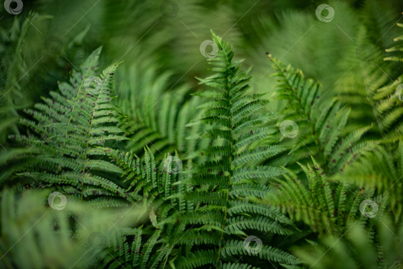 Скачать Естественный фон из текстурированных листьев зеленого папоротника фотосток Ozero