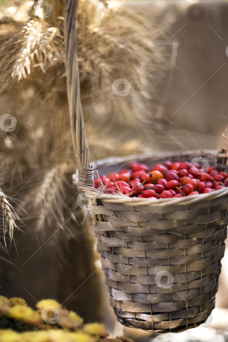 Скачать Красные ягоды в соломенной корзинке фотосток Ozero