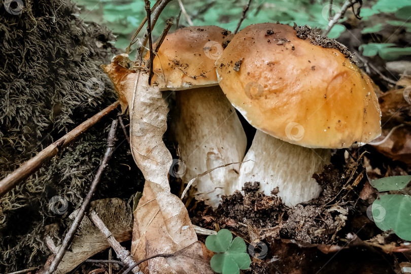 Скачать Два больших белых гриба, найденных в лесу фотосток Ozero