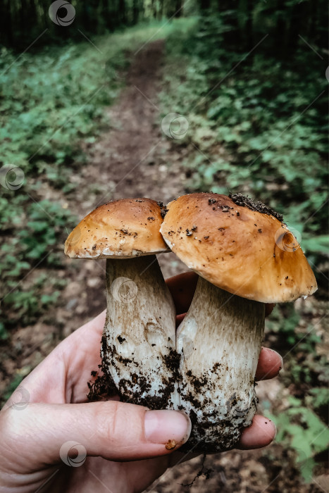 Скачать Белые грибы, найденные в лесу в руке человека на фоне леса фотосток Ozero
