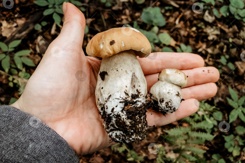 Скачать Белые грибы, найденные в лесу в руке человека на фоне леса фотосток Ozero