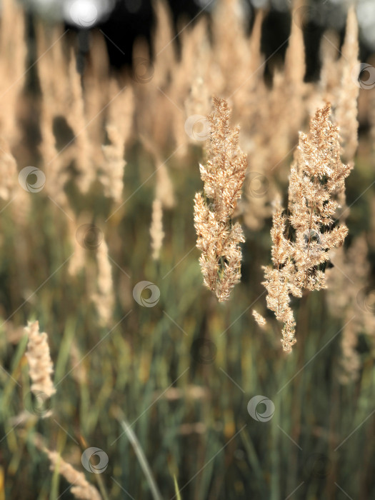 Скачать сухая травинка в поле осенью при солнечном свете фотосток Ozero
