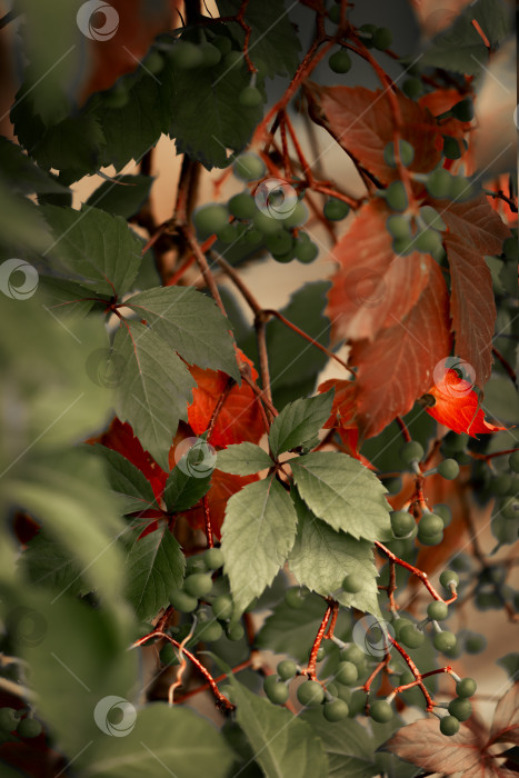 Скачать Осенние окрашенные в красный и зеленый цвета листья дикого винограда растут осенью фотосток Ozero