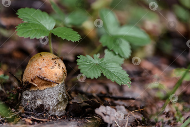 Скачать съедобный гриб прячется под листьями кустарника в лесу фотосток Ozero
