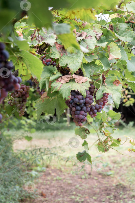 Скачать гроздь спелого винограда на винограднике фотосток Ozero