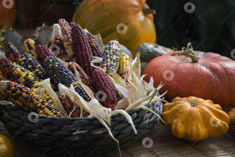 Скачать Тыквы и кукурузные початки в соломенной корзинке фотосток Ozero