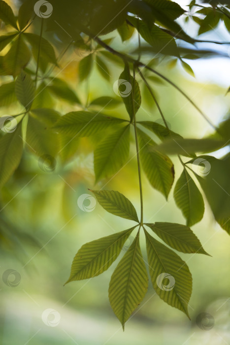 Скачать Листья каштана на зеленом размытом фоне фотосток Ozero