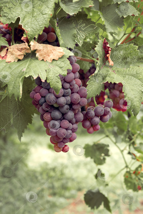 Скачать гроздь спелого красного винограда в саду фотосток Ozero