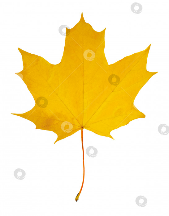 Скачать Осенний кленовый лист, выделенный на белом фоне фотосток Ozero