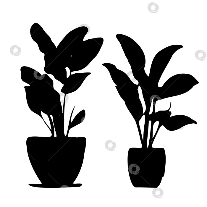 Скачать Два растения в горшках изображены черным по белому фотосток Ozero