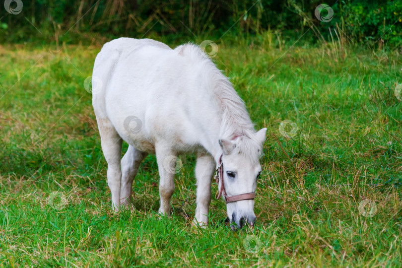 Скачать Белая лошадь ест траву на фоне зеленых деревьев фотосток Ozero