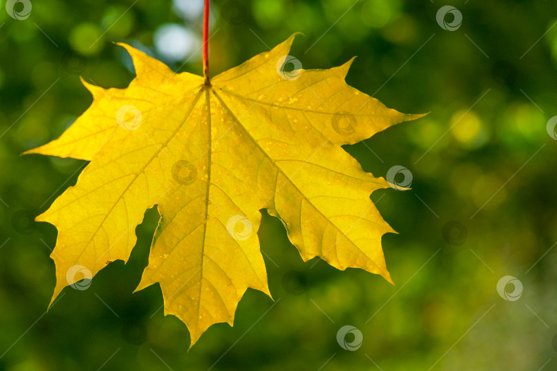 Скачать Крупный план кленового листа, освещенного солнечным светом на фоне зеленых деревьев фотосток Ozero
