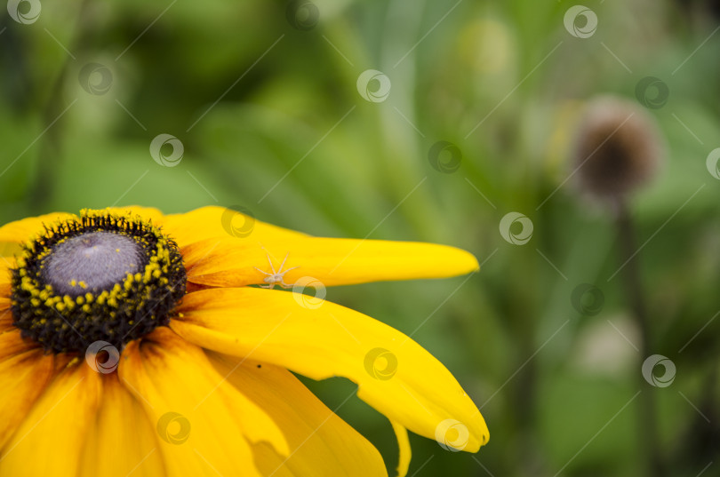 Скачать Черноглазый цветочек Сизый (Rudbeckia fulgida) фотосток Ozero