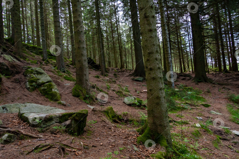 Скачать Североскандинавский сосновый лес, Норвегия, природное путешествие фотосток Ozero