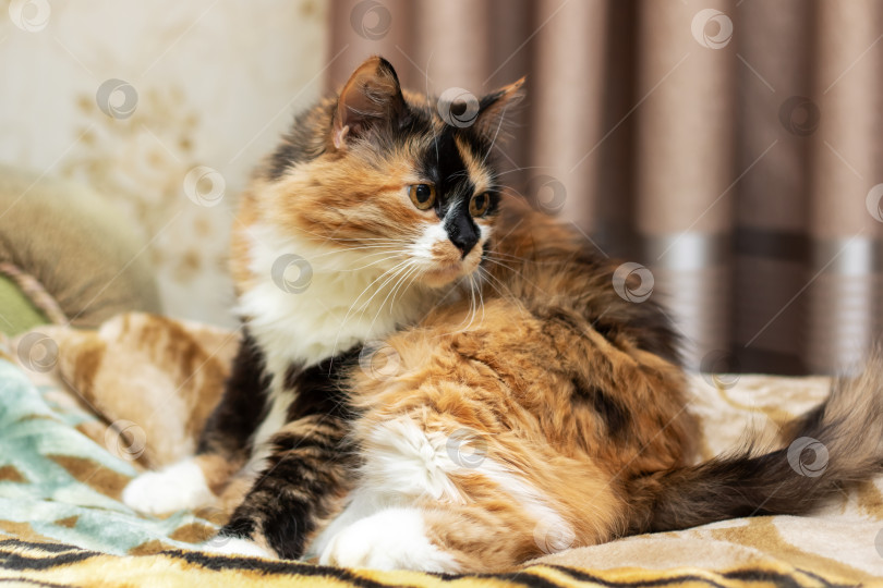 Скачать Ситцевый кот развалился на кровати, глядя в камеру усатой мордочкой фотосток Ozero