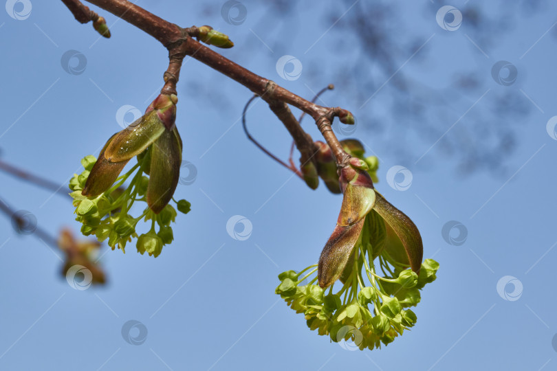 Скачать Распускаются цветочные почки клена остролистного (лат. Acer platanoides). фотосток Ozero