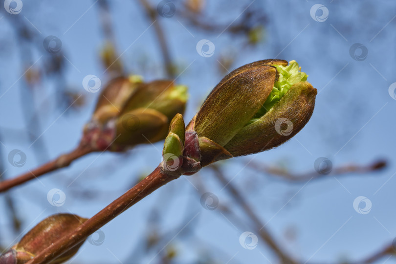 Скачать Распускаются цветочные почки клена остролистного (лат. Acer platanoides). фотосток Ozero