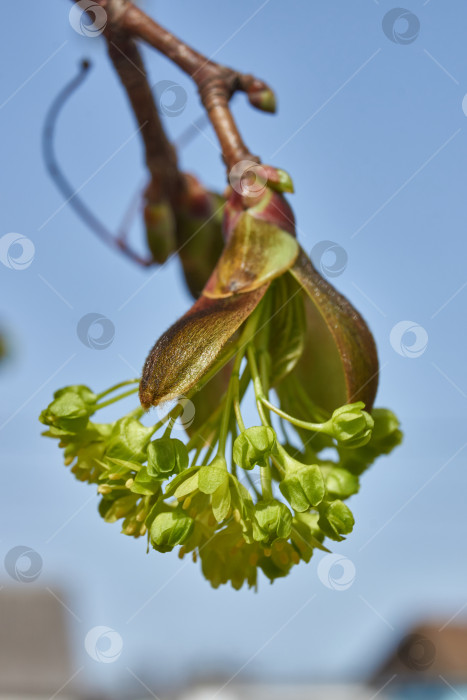 Скачать Распускаются цветочные почки клена остролистного (лат. Acer platanoides). фотосток Ozero