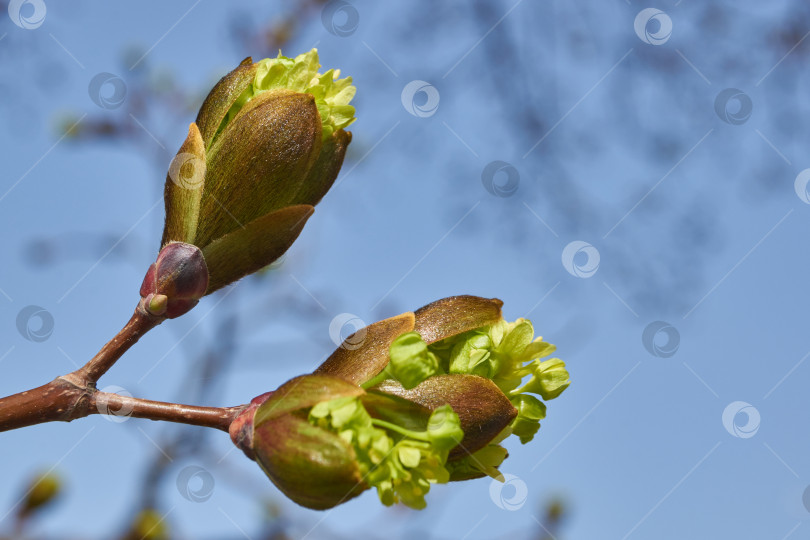 Скачать Распускаются цветочные почки клена остролистного (лат. Acer platanoides). фотосток Ozero