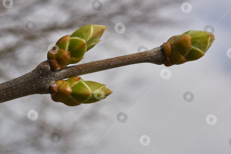 Скачать У сирени (лат. Syringa vulgaris) распускаются бутоны, и вот-вот появятся соцветия. фотосток Ozero