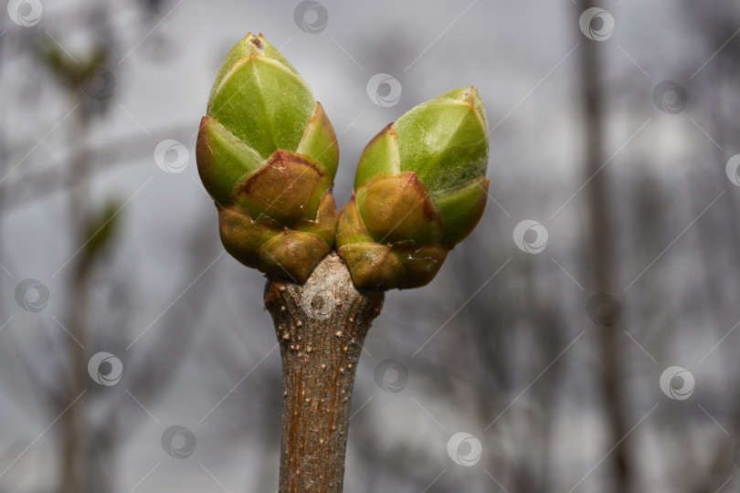 Скачать У сирени (лат. Syringa vulgaris) распускаются бутоны, и вот-вот появятся соцветия. фотосток Ozero