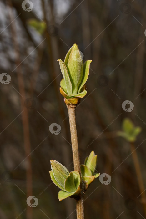 Скачать У сирени (лат. Syringa vulgaris) распускаются бутоны, и вот-вот появятся соцветия. фотосток Ozero