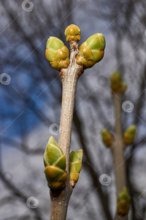 Скачать У сирени (лат. Syringa vulgaris) распускаются бутоны, и вот-вот появятся соцветия. фотосток Ozero