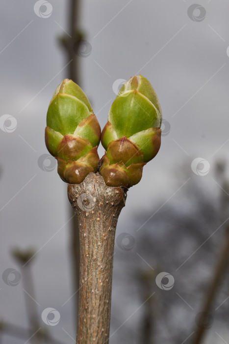 Скачать У сирени (лат. Syringa vulgaris) распускаются бутоны, и вот-вот появятся соцветия. фотосток Ozero