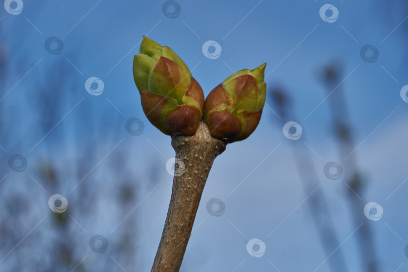 Скачать У сирени (лат. Syringa vulgaris) распускаются бутоны, и вот-вот появятся соцветия. фотосток Ozero