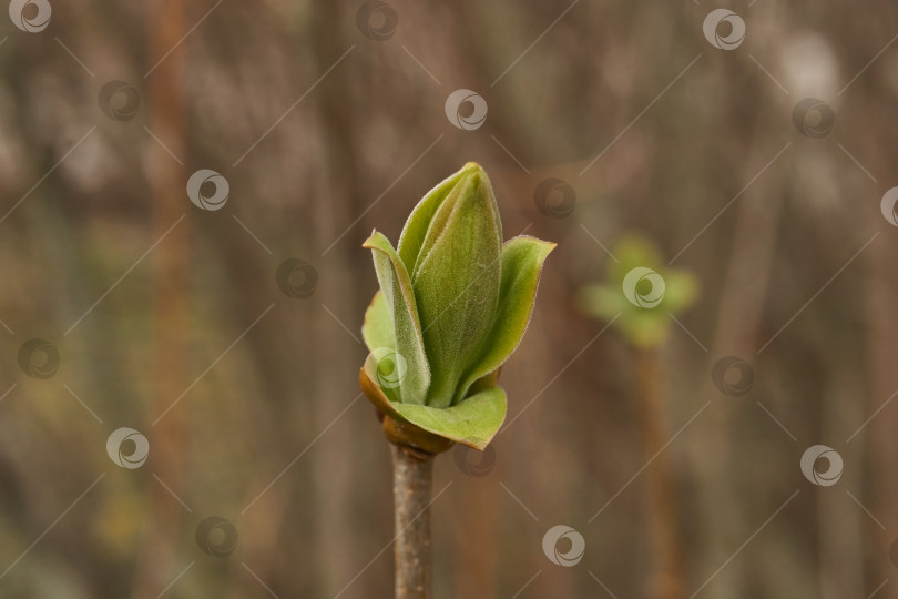 Скачать У сирени (лат. Syringa vulgaris) распускаются бутоны, и вот-вот появятся соцветия. фотосток Ozero