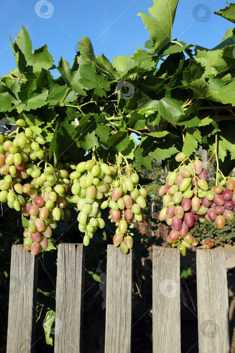 Скачать с деревянного забора свисают виноградные гроздья. выращивание органических продуктов фотосток Ozero